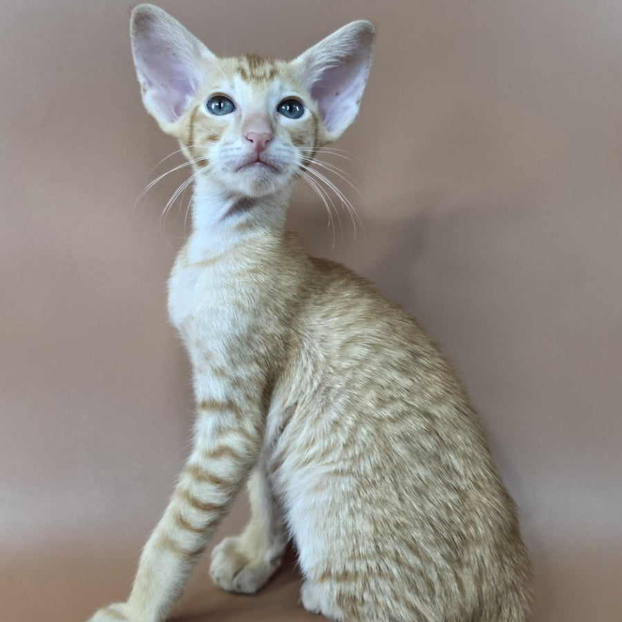 Khepri Oriental Shorthair male, red spotted tabby