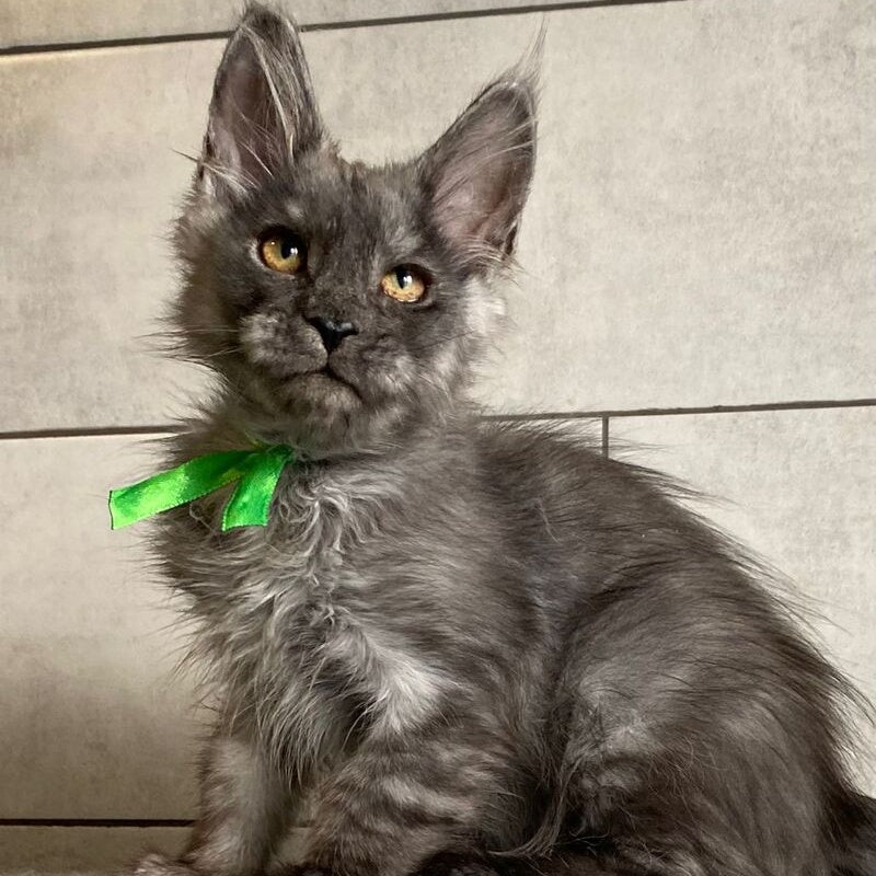Ural Maine Coon male, black silver