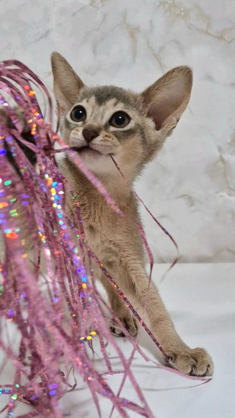 Isida Abyssinian female cinnamon - live animals