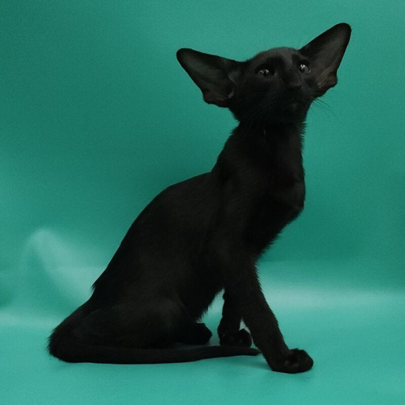 Ramses Oriental Shorthair male, black
