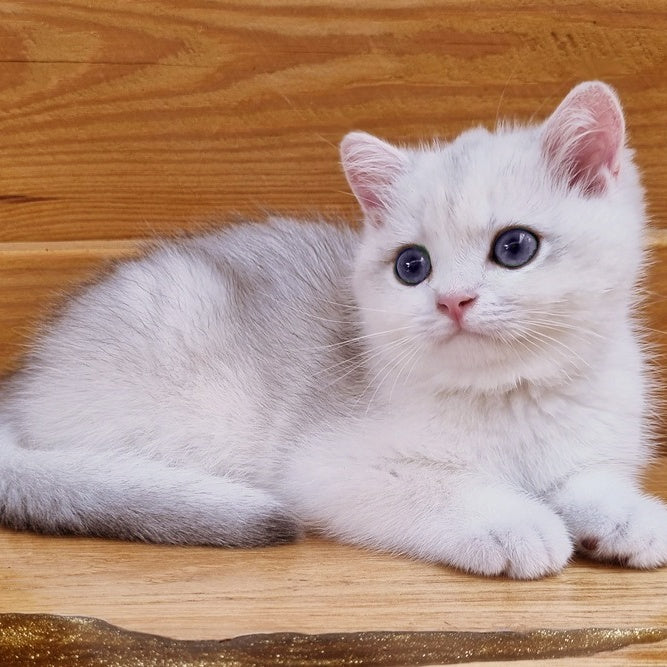 Ilary British Shorthair male, blue golden chinchilla