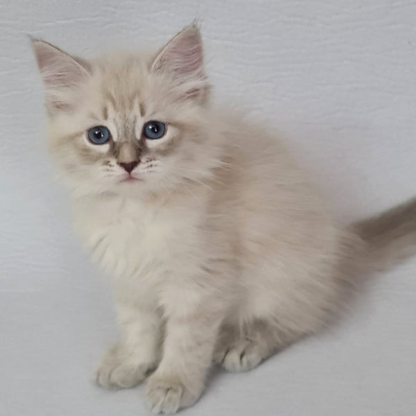 Bella Siberian female, blue tabby pointed
