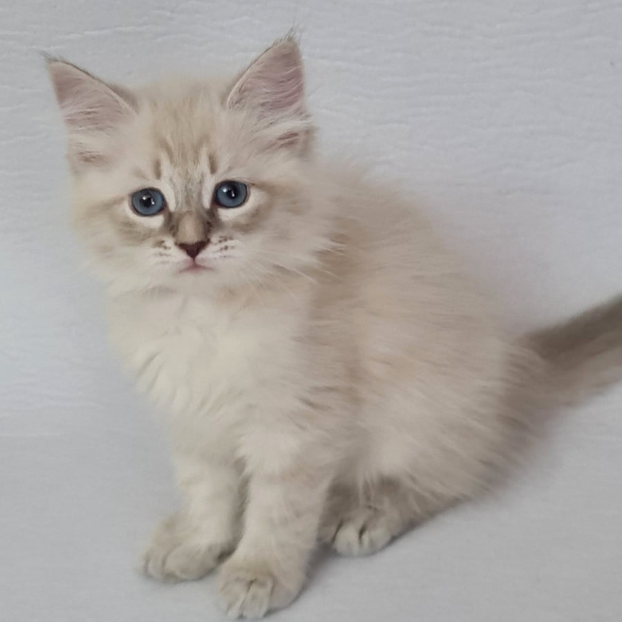 Bella Siberian female, blue tabby pointed