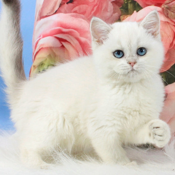 Tiffany British Shorthair female, blue golden shaded pointed