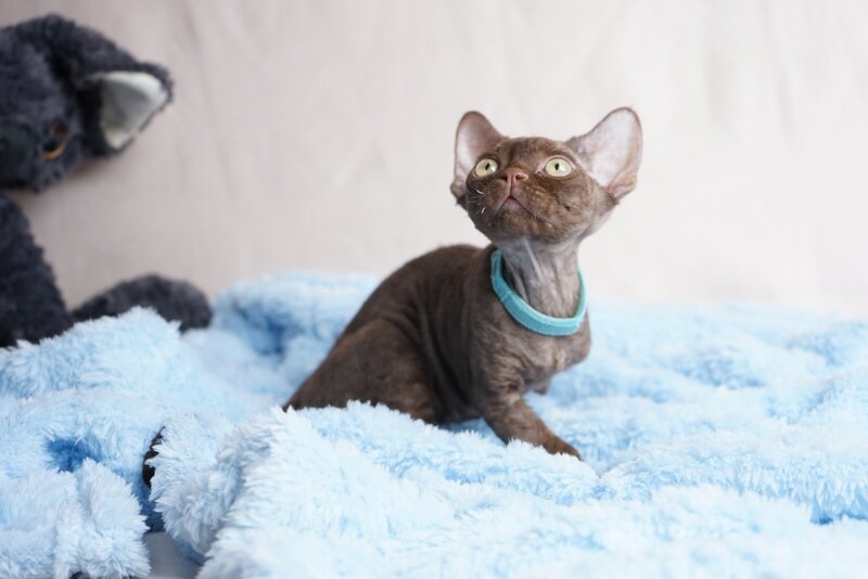 Makar Devon Rex male chocolate - live animals