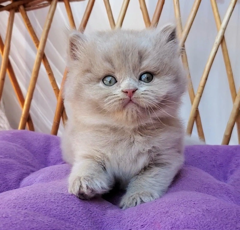 Yoshi British Longhair male, fawn