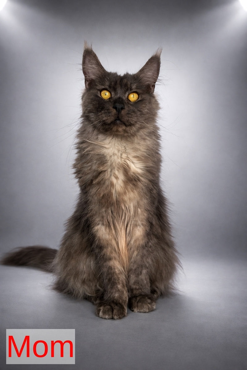 Archibald Maine Coon polydactyl male, black silver