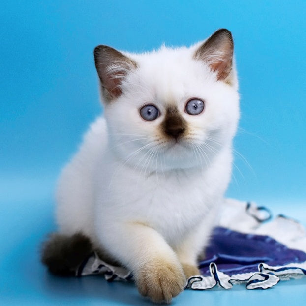 Angel British Shorthair male, chocolate pointed