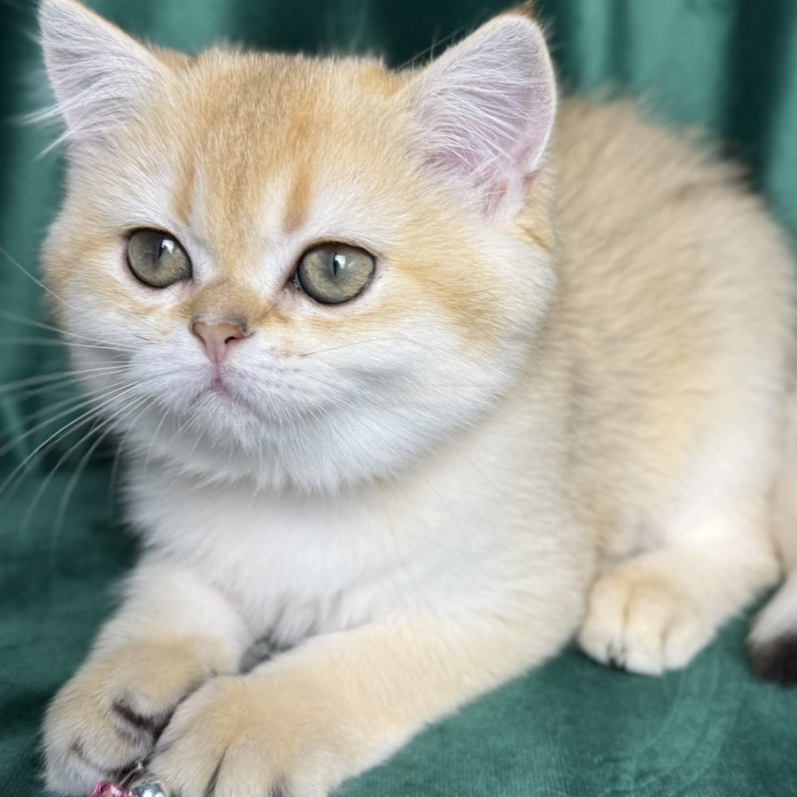 Eliya Scottish Straight female, black golden shaded
