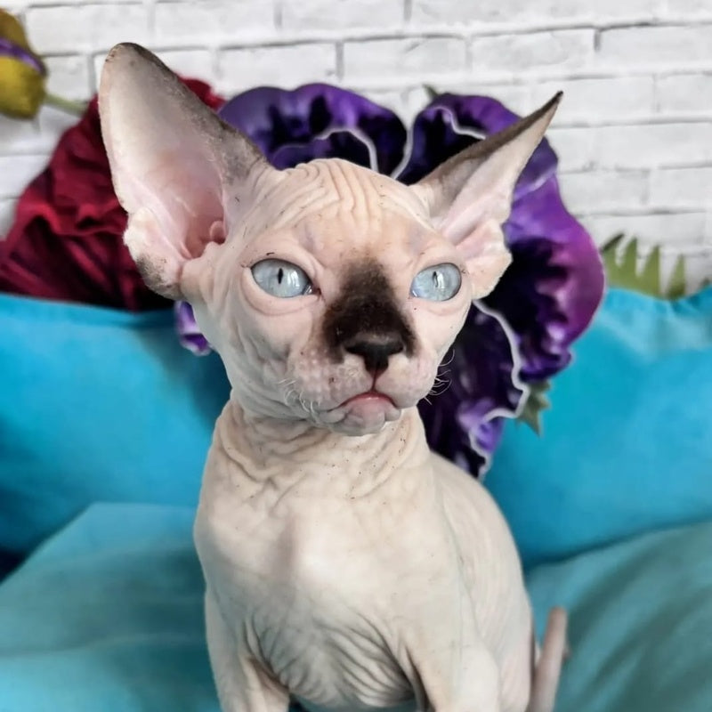 Bagrat Canadian Sphynx male, black pointed bicolour