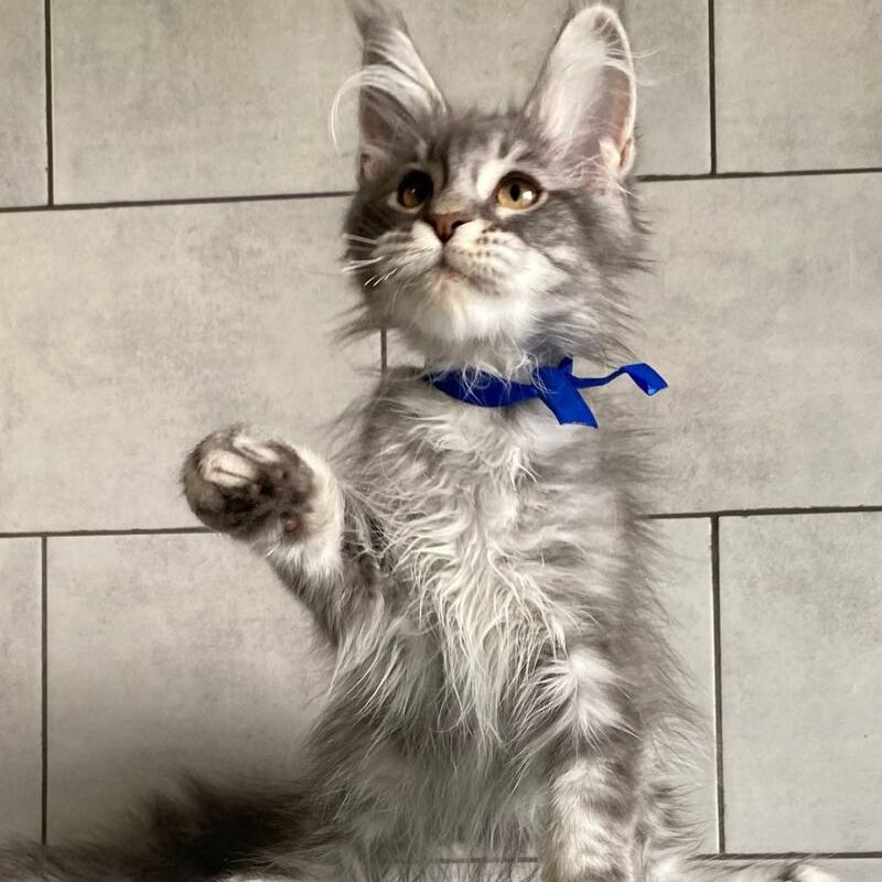 Ussuriysk Maine Coon male, blue silver tabby