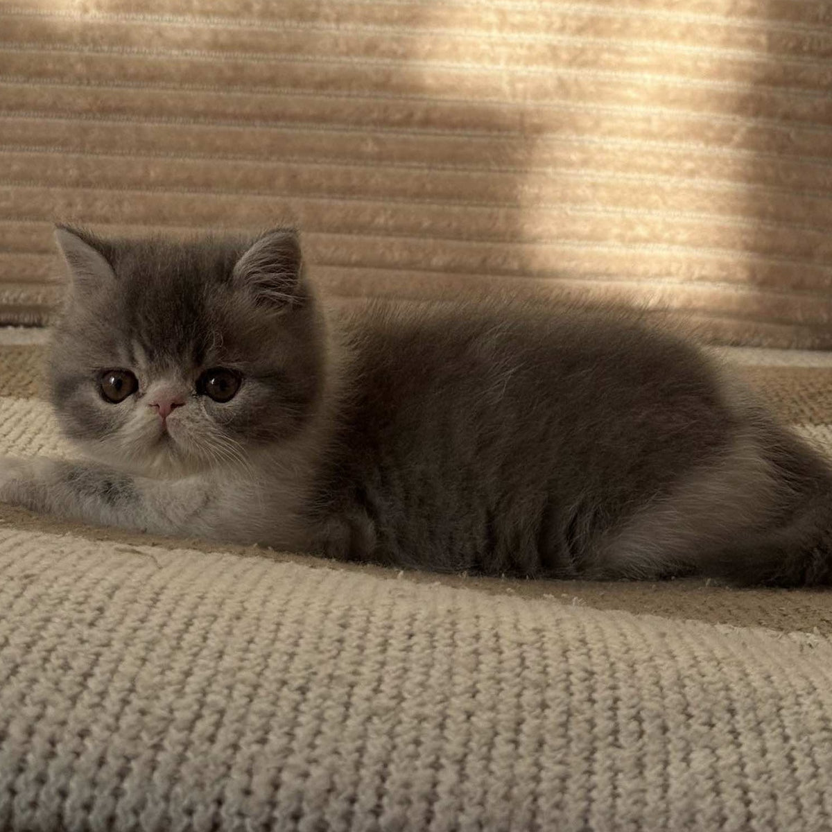 Marie Exotic female, blue bicolour spotted tabby