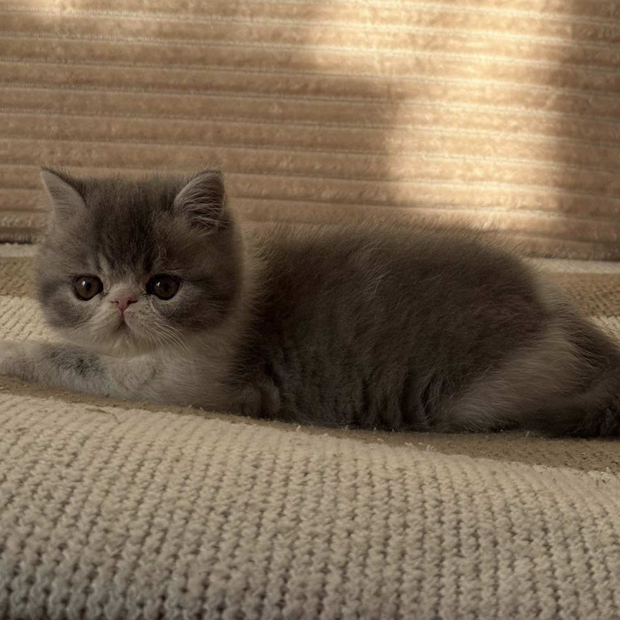 Marie Exotic female, blue bicolour spotted tabby