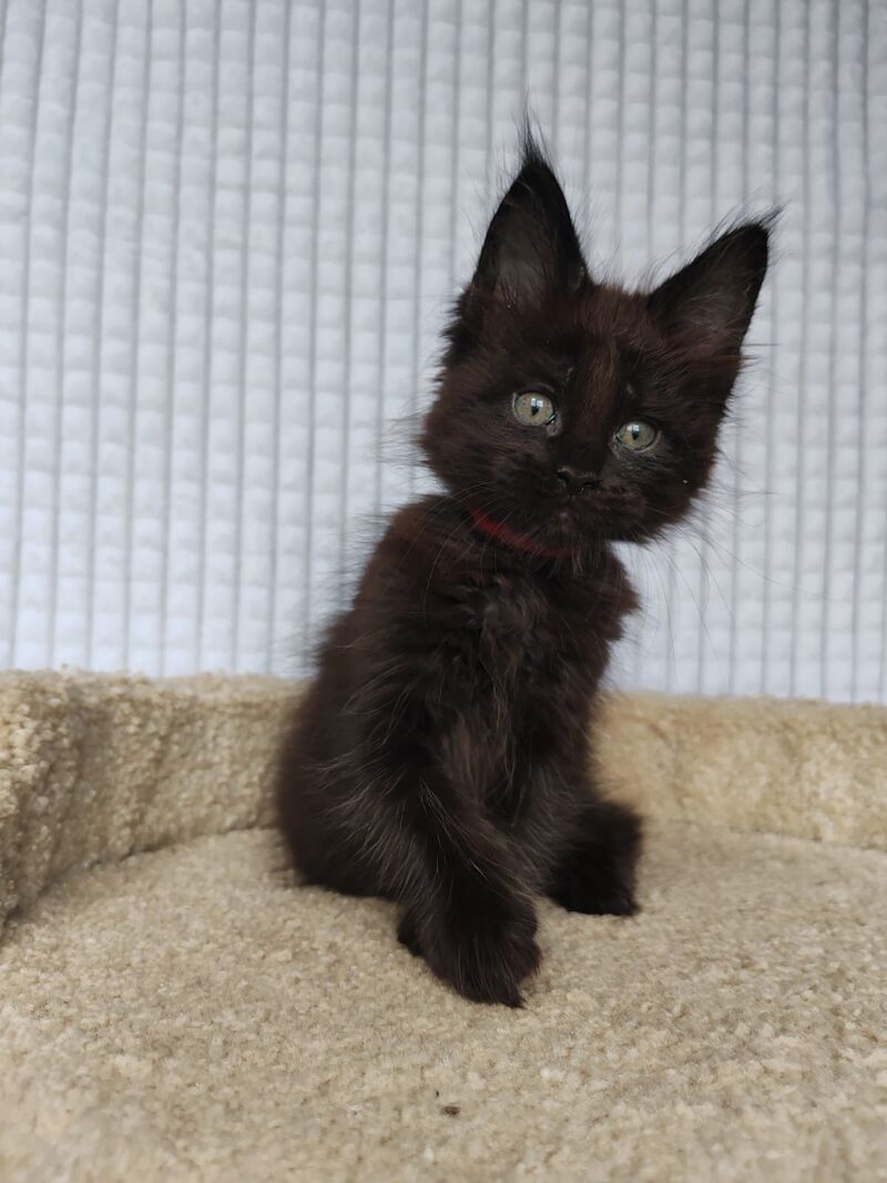Mars Maine Coon male, black