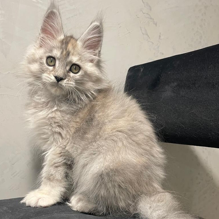 Tuffy Maine Coon polydactyl 5x6x6x6 female, black tortie silver