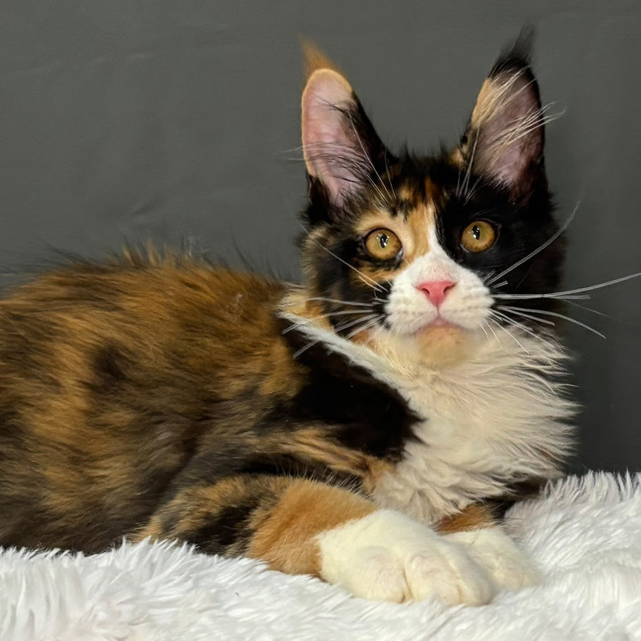 Dilara Maine Coon female, black tortie bicolour