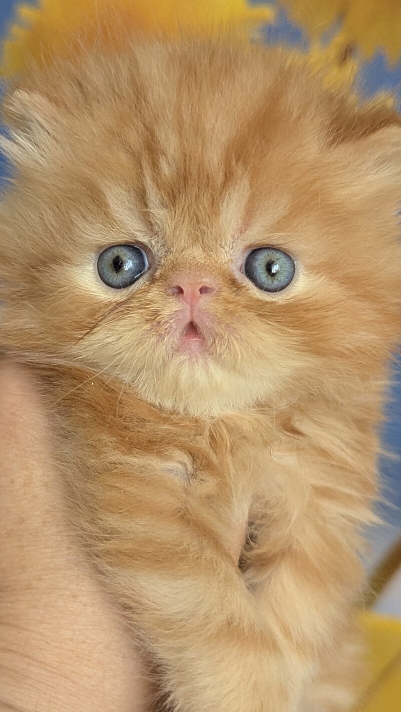Persey Persian male, red tabby