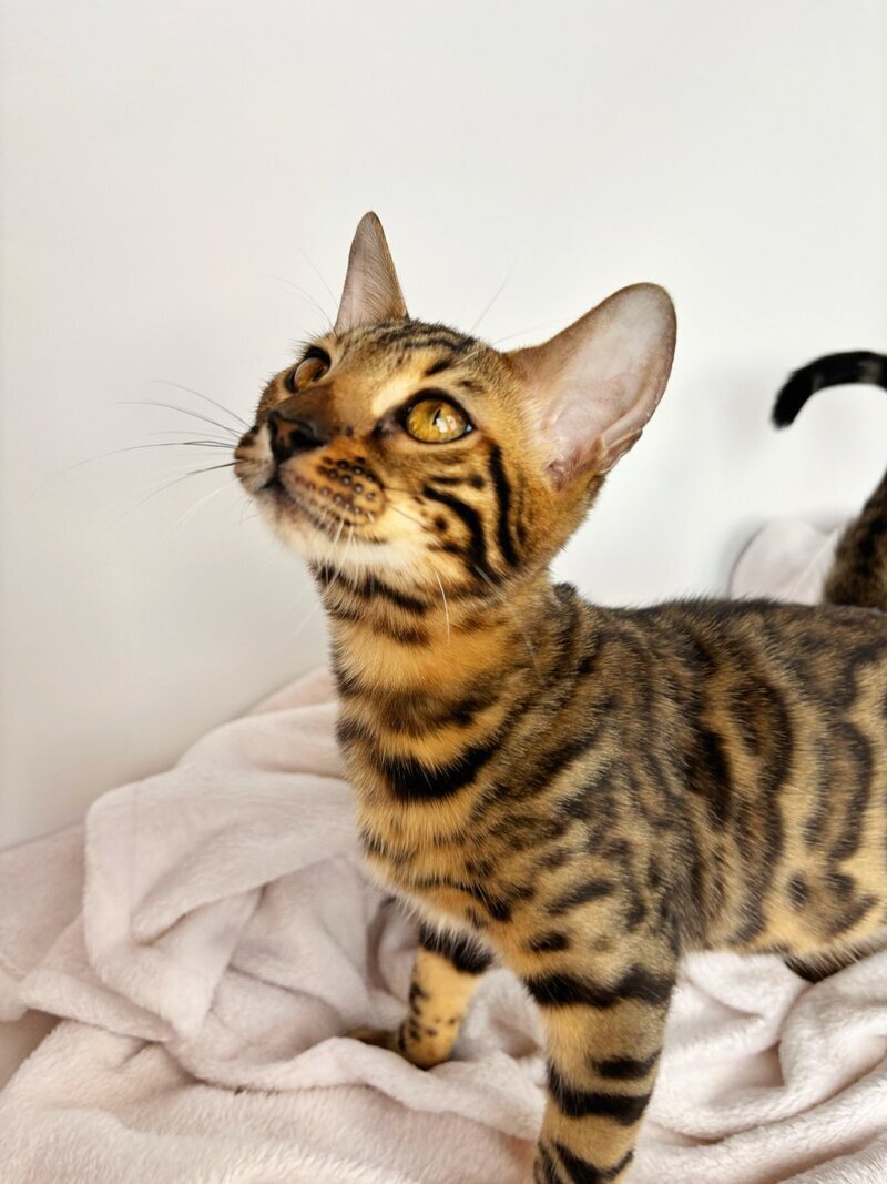 Lily Bengal female black spotted tabby - live animals