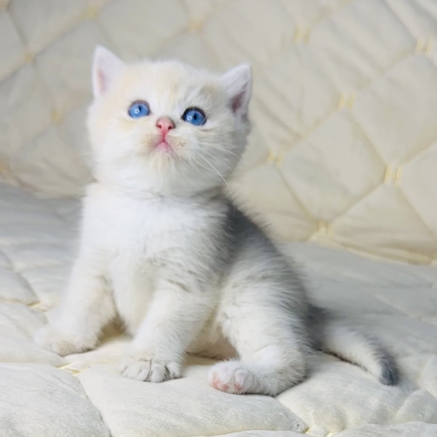 Fistashka British Shorthair female, blue golden shaded