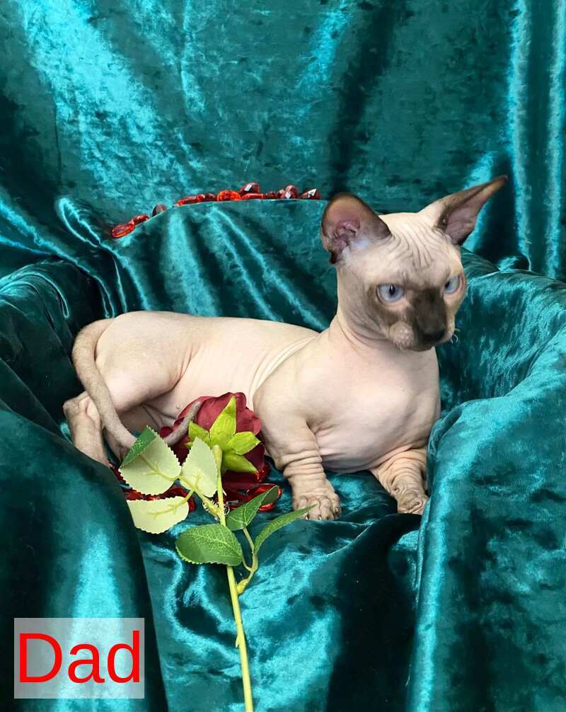 Aria Bambino female chocolate tortie live animals