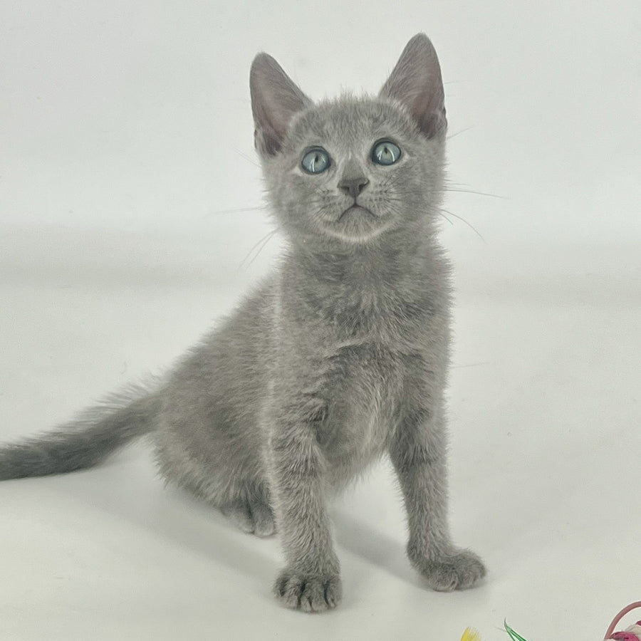 Aron Russian Blue male, blue