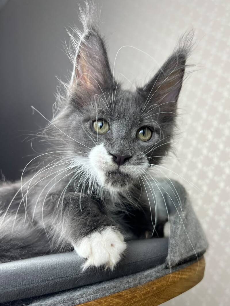 Nautilus Maine Coon male, blue with white