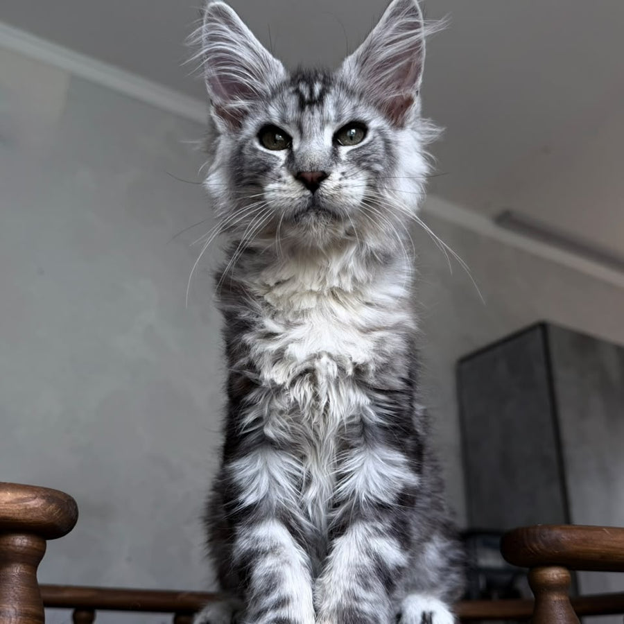 Atlant Maine Coon male, black silver tabby