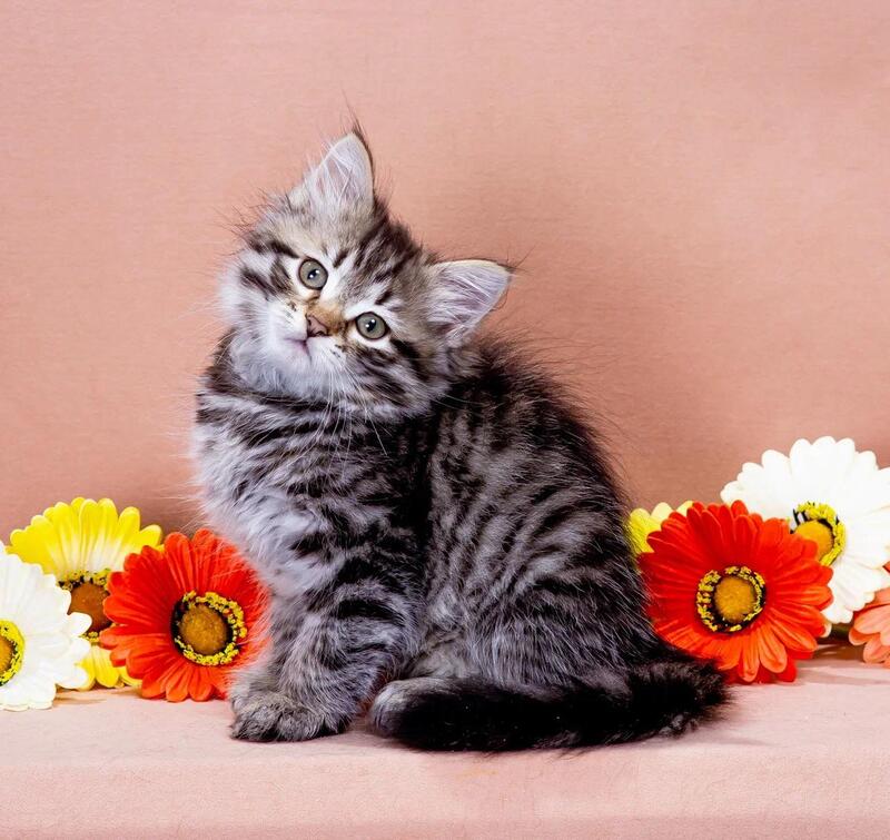 Dastin Siberian male black spotted tabby - live animals