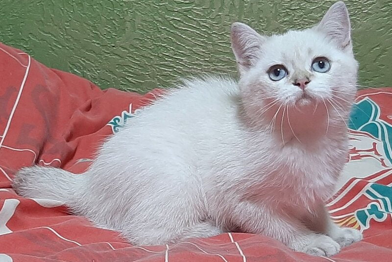 Marfusha Scottish Straight female, black golden shaded pointed