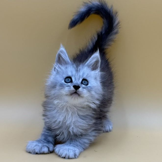 Hey jay Maine Coon polydactyl 6x6x6x6 male, black silver tabby