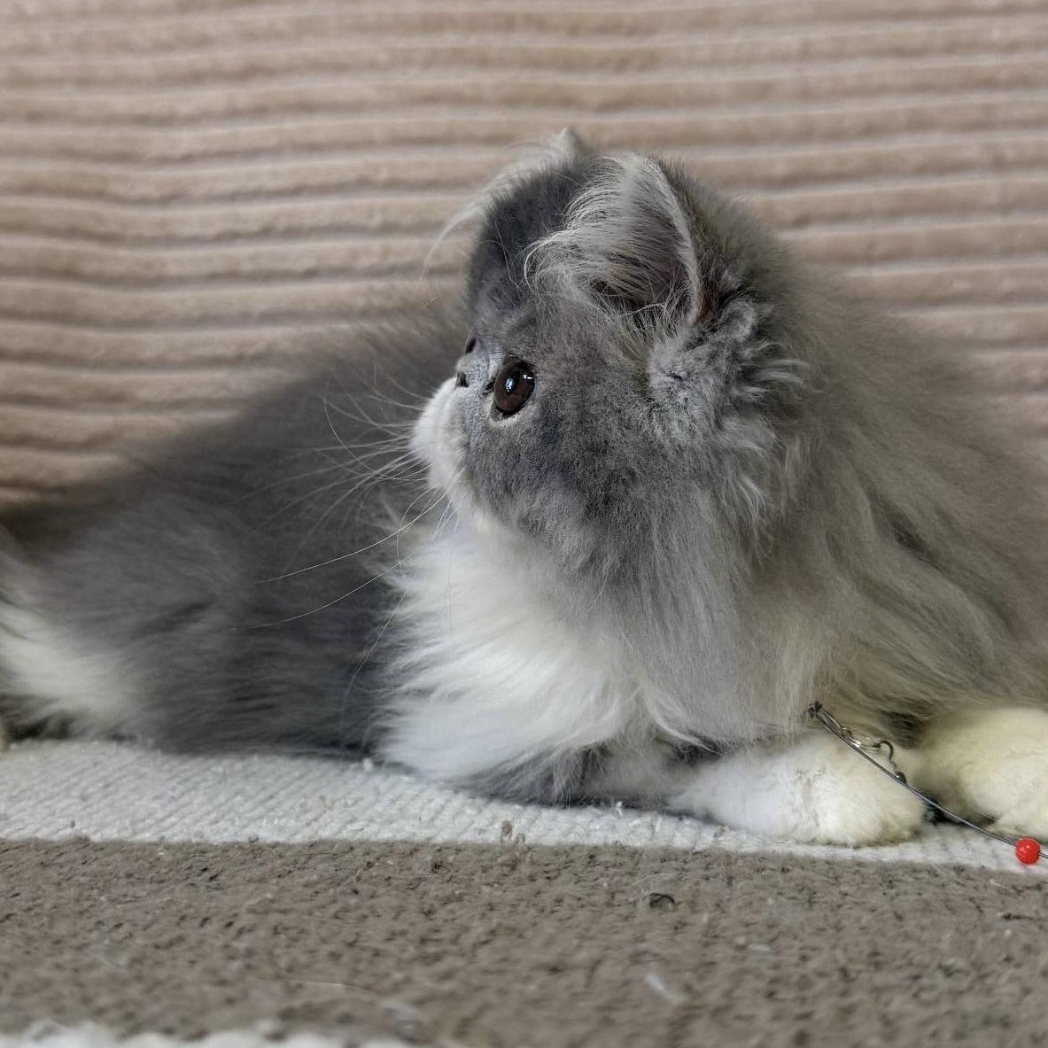 Lady Blue Persian female, blue bicolour spotted tabby
