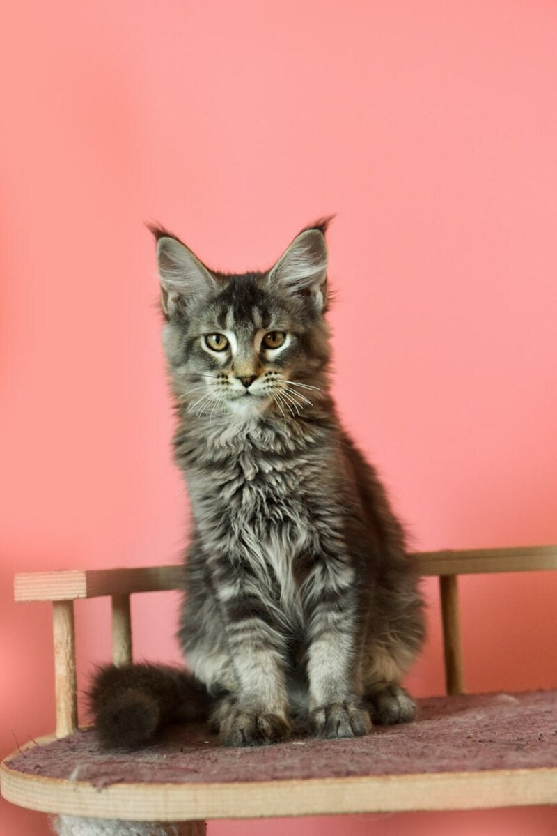 Zelda Maine Coon female, black ticked tabby