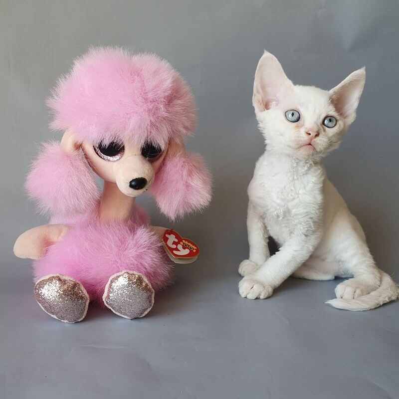 Colin Devon Rex male, white