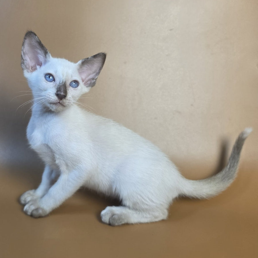 Eir Siamese female, black tortie