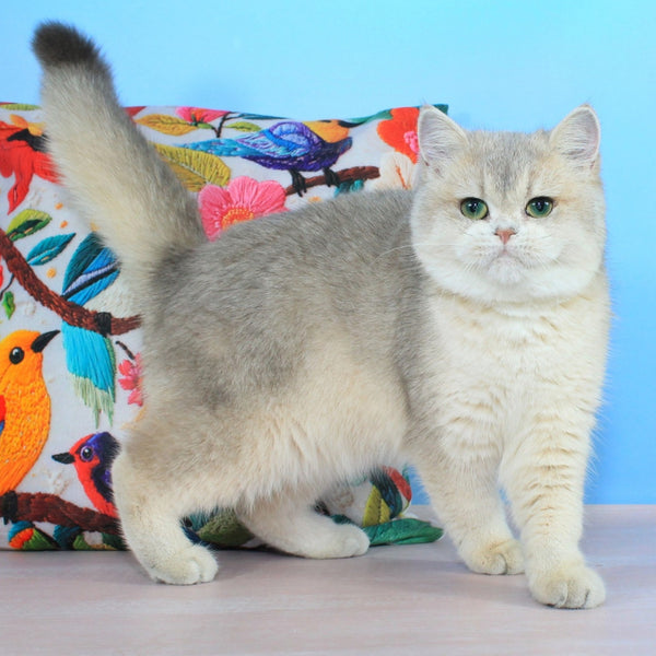 Princess British Shorthair female, blue golden shaded