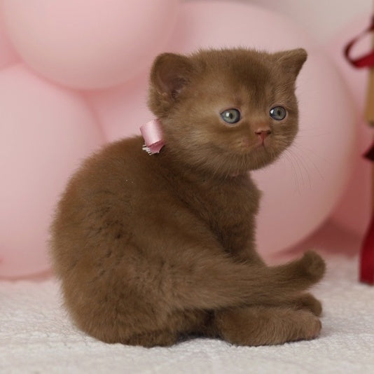 Luna British Shorthair female, cinnamon