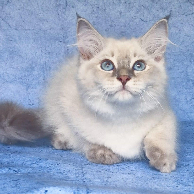 Felix Siberian male, blue tabby pointed