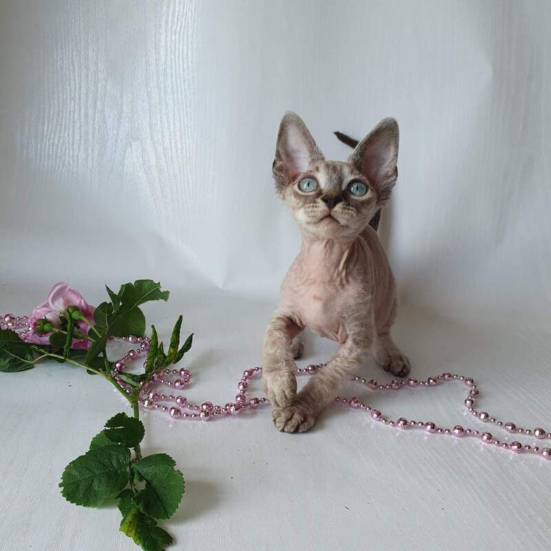 Samantha Devon Rex female black tabby pointed - live animals