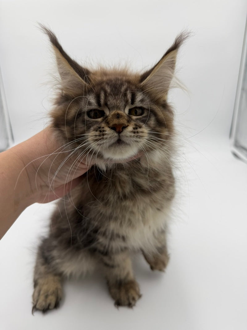 Katran Maine Coon male black tabby - live animals