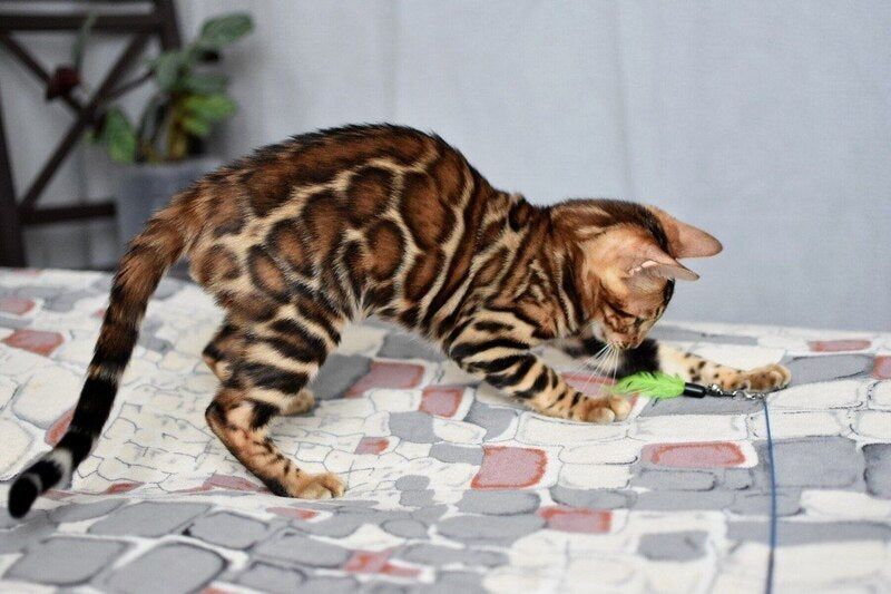 Lorenzo Bengal male black spotted tabby - live animals