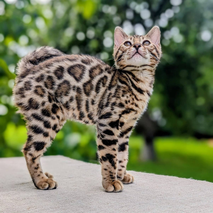 Zara Bengal female, black spotted tabby