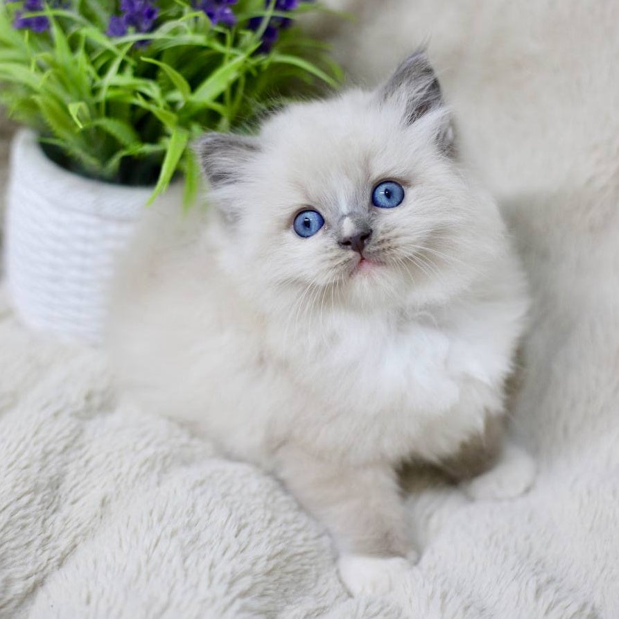 Roddy Ragdoll male, blue mitted