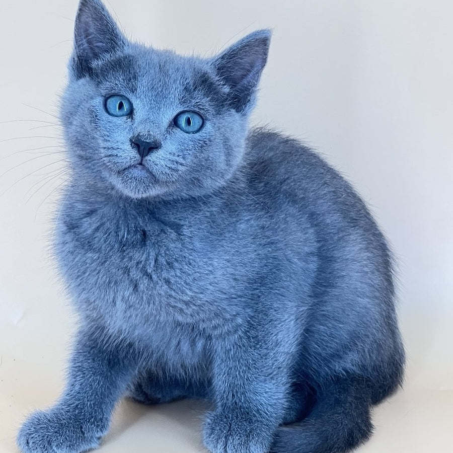Kai Russian Blue male, blue