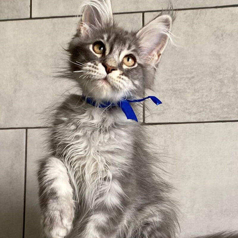 Ussuriysk Maine Coon male, blue silver tabby