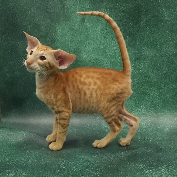 Zаnder Oriental Shorthair male, red spotted tabby