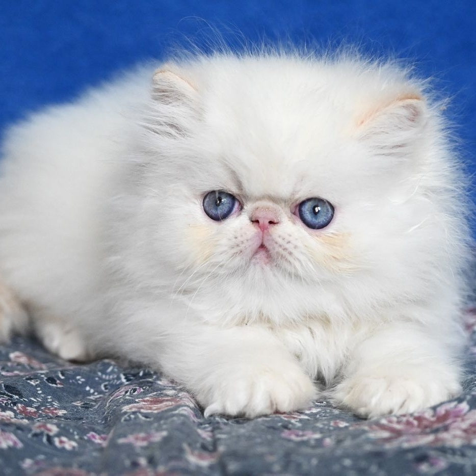 Azure Persian male, cream tabby pointed