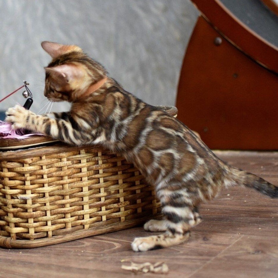 Anthey Bengal male, black spotted tabby