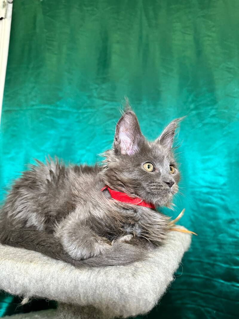 Martha Maine Coon female, blue