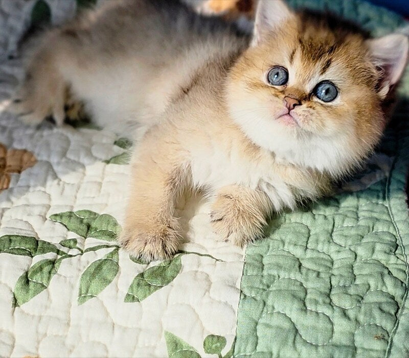 Barbie Scottish Straight female, black golden ticked tabby