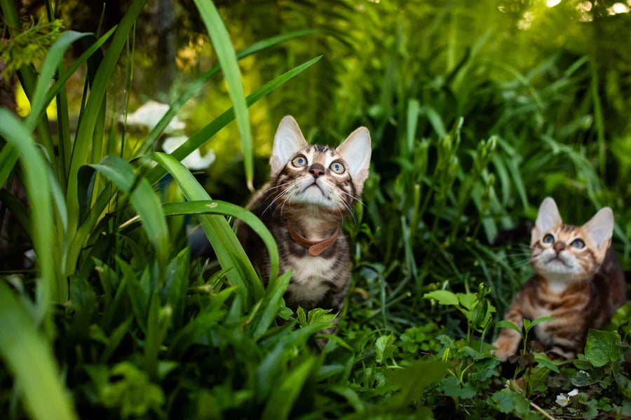 Baron Bengal male black spotted tabby - live animals